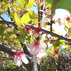 桜の花写真